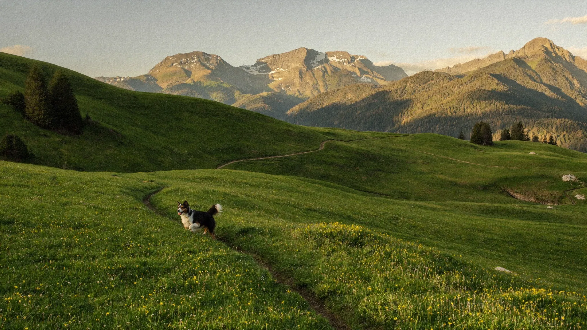 Mit Hund im Allgäu