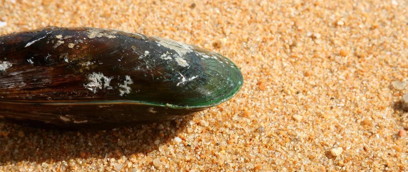 Grünlippmuschel (Perna canaliculus) am Strand — die namensgebende grüne Lippe am Schalenrand ist deutlich sichtbar