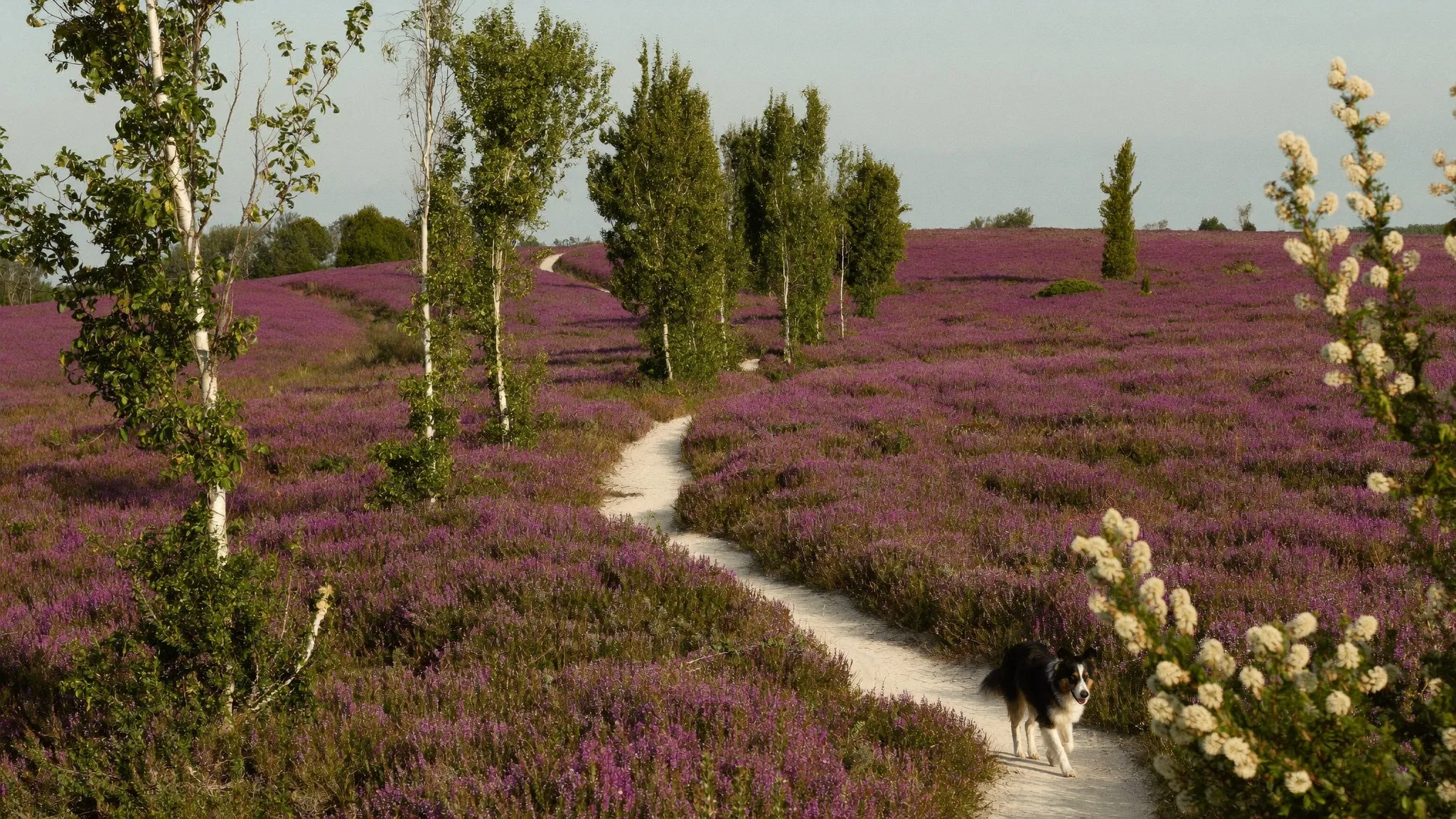 Mit Hund zwischen Heide & Harz