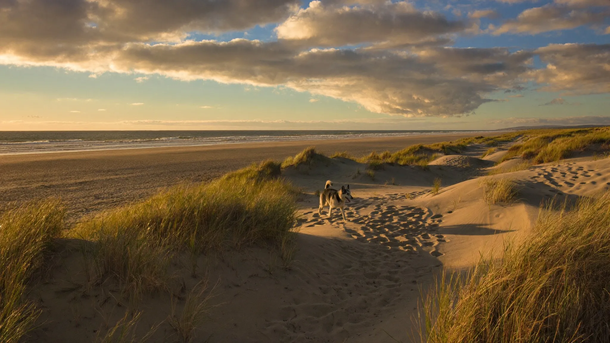 Mit Hund an der Nordsee