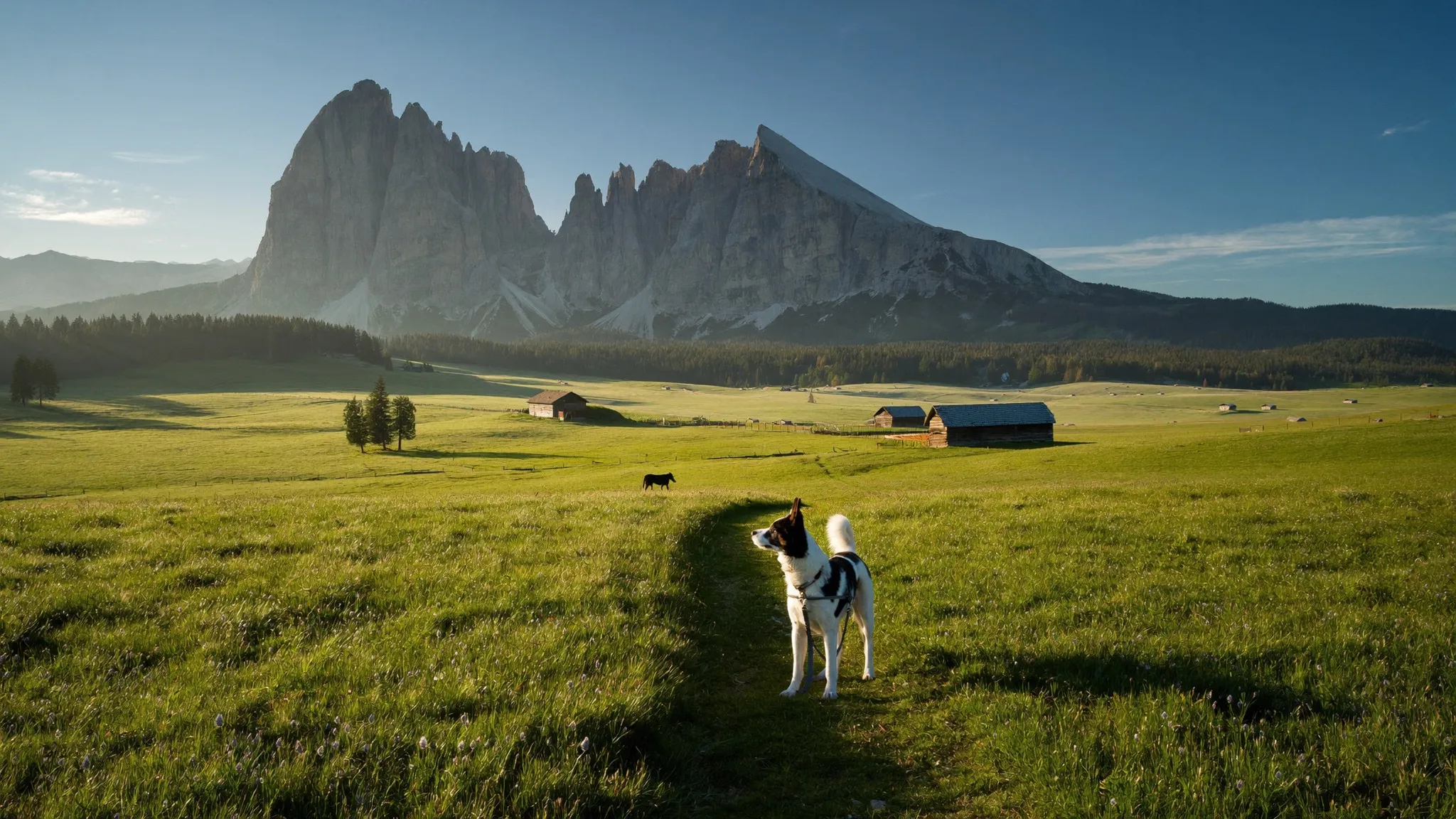 Mit Hund in Südtirol